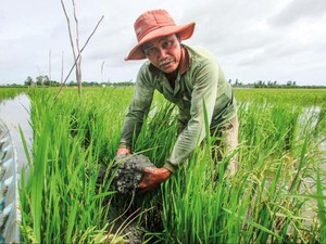 Cá nuôi trong ruộng lúa "khát" lũ giữa mùa nước nổi miền Tây