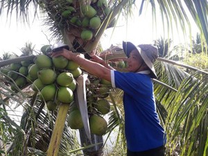 Cà Mau: Bỏ tí vôi xuống gốc dừa, trái ra &quot;ầm ầm&quot;, nước ngọt lừ