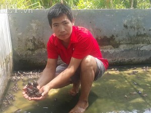 Nam Định: 8X về quê nuôi loài ếch "hung dữ", kiếm 30 triệu/tháng