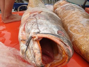 Chuyện hiếm ở Cà Mau: Cặp cá sủ vàng &quot;khủng&quot; xuất hiện sau 30 năm