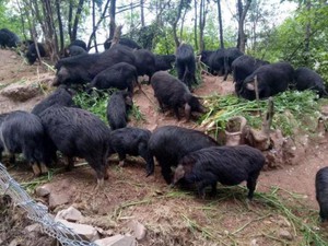 Giống lợn ăn nhân sâm, đông trùng hạ thảo,... giá 6,5 triệu đồng/kg