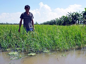 Hậu Giang: Lũ lìu tìu, dân nuôi cá ruộng buồn thiu vì cá đói mồi