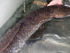 Nghệ An: Người dân bắt được cá lệch “khủng”, dài 1,6m, nặng 16 kg