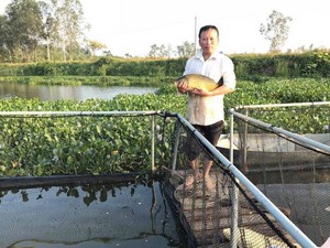 Nghệ An: Nuôi thứ cá chép giòn sần sật thu 70 triệu đồng/vụ