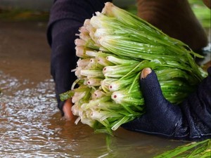 Long An: Trầm mình cả ngày dưới nước, hái thứ rau đặc sản xanh lét