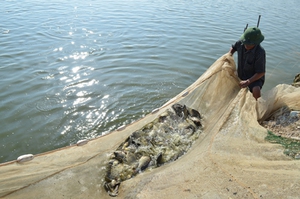 Quảng Ninh: Người nuôi cá dự án gặp khó
