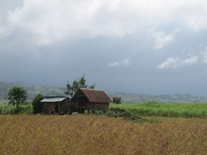 Ngọt thơm lúa rẫy tháng 8