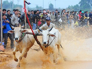 Xem đua bò An Giang giữa... Thủ đô