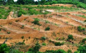 Quảng Ngãi: Thu hồi đất bỏ hoang giao nông dân sản xuất