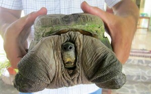 Cận cảnh chú rùa kỳ dị có hình thù “gớm ghiếc” tại Tiền Giang