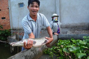 Xả nước tràn đồng đón phù sa, dân Vĩnh Long ra bắt cá sặt, cá rô đồng, cá trê, cá lóc bán hút hàng- Ảnh 4.