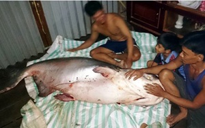NÓNG: Cá khổng lồ to hơn người sa lưới ngư dân Đồng Tháp