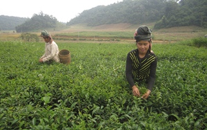 "Phiêng Cằm nghèo đến bao giờ?" - bài cuối: “Bít lối” thoát nghèo