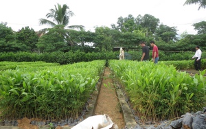 Giống khoai mì kháng khảm mới nhất sẽ trồng trên đồng đất Tây Ninh, đó là giống khoai mì gì? - Ảnh 11.