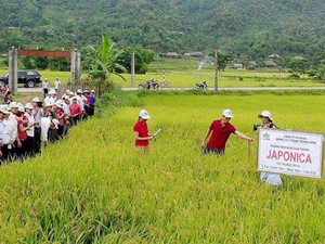 Lào Cai: Trồng lúa Séng Cù, lợi nhuận tăng 200%