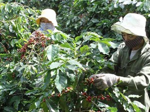Agribank Quảng Trị: Giúp nông dân làm giàu