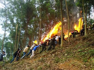 Hỗ trợ 185 tỷ đồng phòng, chống cháy rừng