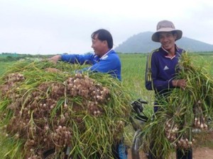 Hành, tỏi Lý Sơn có cần cứu giúp?