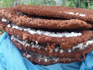 Thương lái Trung Quốc lùng mua tổ ong đất 10 kg ở Lào Cai