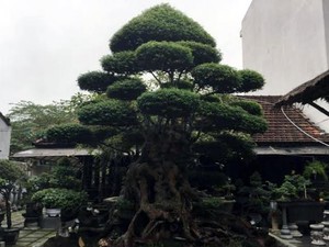 &quot;Siêu cây&quot; 500 tuổi độc nhất xứ Huế: Đại gia đổi cả Camry không bán