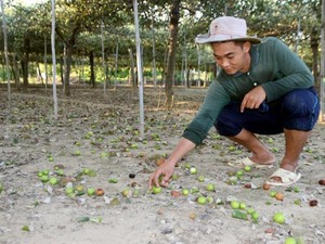 Giá 1kg táo không mua nổi gói bim bim, người trồng méo mặt