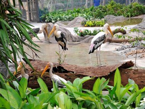 Khai trương Vinpearl Safari Phú Quốc: Vườn thú bán hoang dã đầu tiên tại Việt Nam