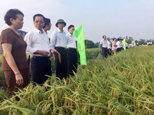 TBR 225 - giống lúa nâng cao thương hiệu gạo Việt