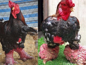 Lý giải về đôi chân to bất thường của cặp gà Đông Tảo ở Bình Dương