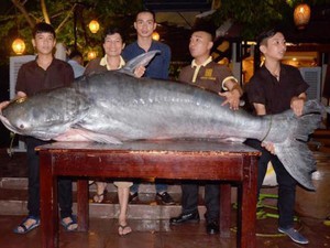 Cá tra nặng hơn 2 tạ “bơi” về Đà Nẵng bằng máy bay
