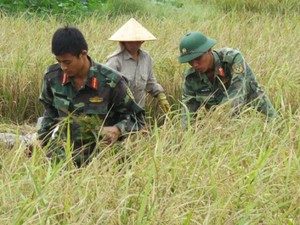 Hải Phòng: Hàng nghìn chiến sĩ giúp dân thu hoạch lúa mùa chạy bão