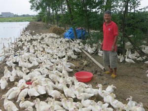 Biến đồng hoang thành trang trại “cánh trắng”