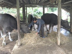 NTM Tuyên Quang: Chủ động dự trữ thức ăn cho gia súc trong mùa đông