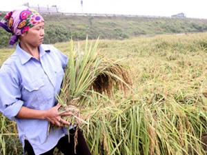 Phục tráng thành công giống lúa nếp cái hoa vàng