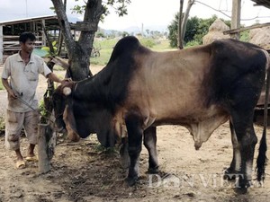 Cận cảnh cặp bò &quot;khủng&quot; to như voi ở Quảng Ngãi