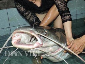 Bắt được cá lăng đuôi đỏ quý hiếm nặng gần nửa tạ trên sông Sêrêpốk