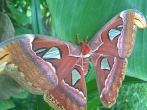 Giật mình hàng chục con bướm "khủng" bất ngờ xuất hiện ở Bạc Liêu