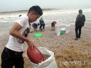 Hồ hởi mang thau, nồi ra biển vớt “lộc trời”