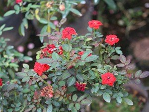 Hoa hồng bonsai đua sắc, mang lại lợi nhuận cao