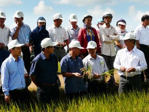 Nông dân Tây Nguyên phấn khởi vì lúa Đài thơm 8 được mùa