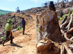 Sau 60,9ha rừng bị tàn phá, rừng Bình Định lại tiếp tục “chảy máu”