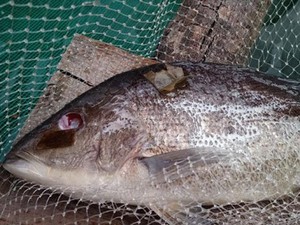 TT-Huế: Hàng tấn cá đặc sản bị nổ mắt, lở loét và chết trắng lồng