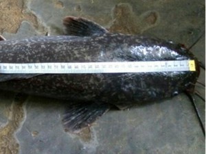 Bạc Liêu: Lại bắt được cá trê &quot;khủng&quot;, nặng gần 4kg, dài 1m