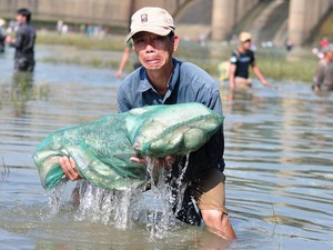 Trăm người tranh nhau bắt cá "khủng" dưới chân đập thủy điện Trị An