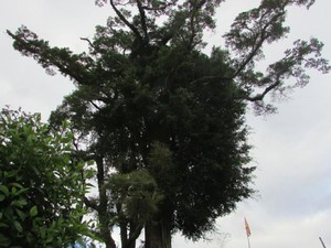 Sững sờ cây sa mu ngàn năm tuổi khổng lồ được ví như “thần cây”