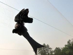 Tận diệt chim trời: "Mạng nhện" khủng giăng lưới bẫy chim ở Móng Cái