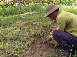 Canh tác lạ: Trên "treo" gấc, dưới trồng đinh lăng, lãi 120 triệu/năm