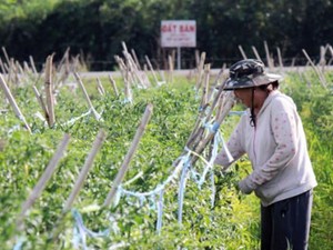 Nông nghiệp TP.HCM: Không chạy đua "ăn thua" về số lượng