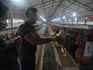 Nông dân làm giàu: 9X học nước ngoài 6 năm về quê...nuôi gà