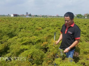 Cầm bằng đại học về quê trồng đinh lăng, trai trẻ thu gần 1 tỷ/năm