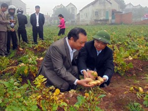 Bón phân "chuẩn chỉnh", khoai tây vụ đông đạt năng suất ấn tượng